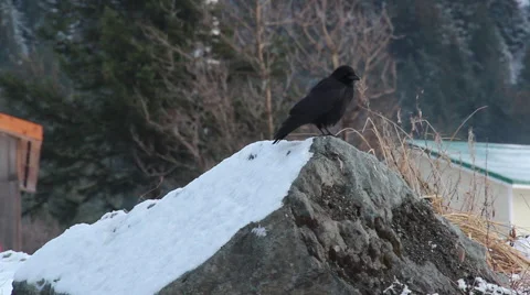 Bird on icy rocks 動画素材 51518507