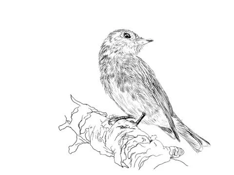 Bird Stock Illustration