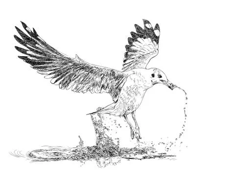 Bird Stock Illustration