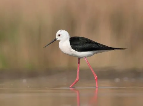 Bird image from Hungary in spring Stock Photos