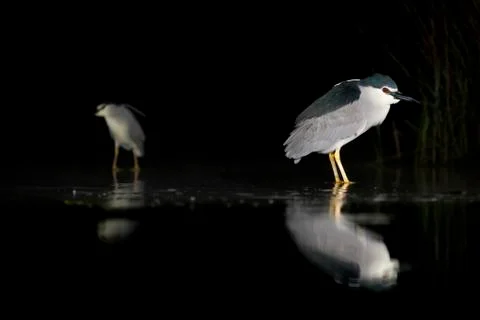 Bird image from Hungary in spring Stock Photos