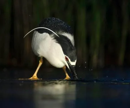 Bird image from Hungary in spring Stock Photos