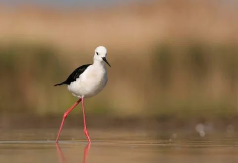 Bird image from Hungary in spring Stock Photos