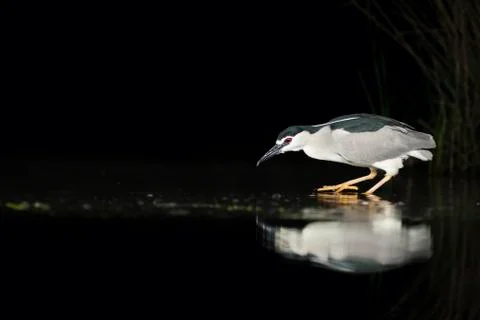 Bird image from Hungary in spring Stock Photos
