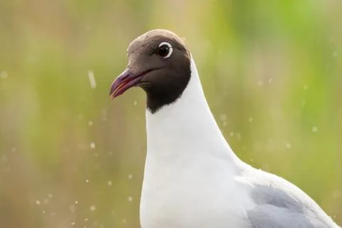 Bird image from Hungary in spring Stock Photos