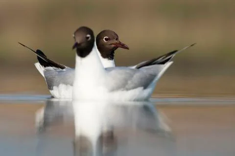 Bird image from Hungary in spring Stock Photos