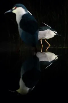 Bird image from Hungary in spring Stock Photos