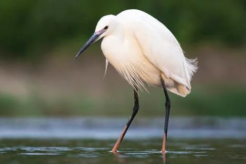 Bird image from Hungary in spring Stock Photos