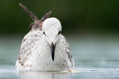 Bird image from Hungary in spring Foto stock