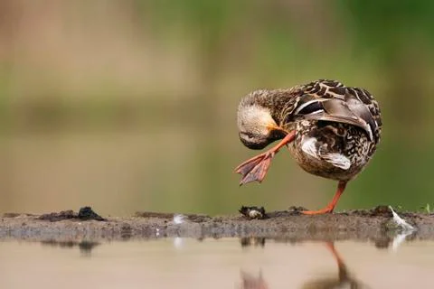 Bird image from Hungary in spring Stock Photos