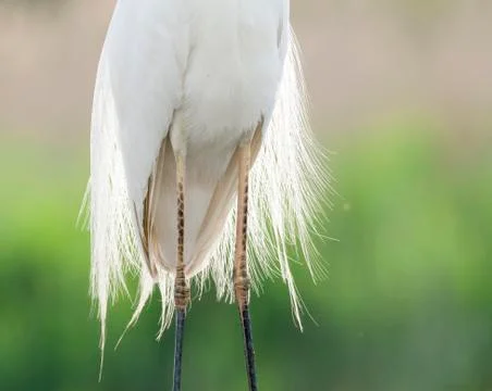 Bird image from Hungary in spring Stock Photos