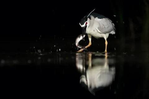 Bird image from Hungary in spring Stock Photos