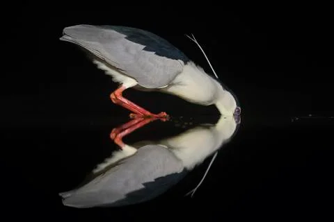 Bird image from Hungary in spring Stock Photos