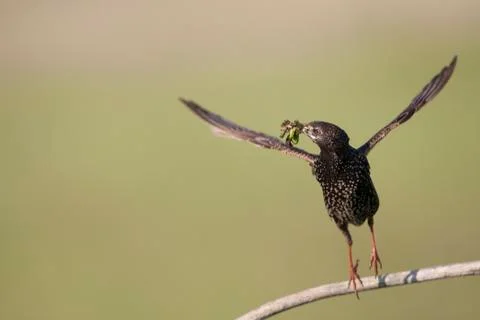 Bird image from Hungary in spring Stock Photos