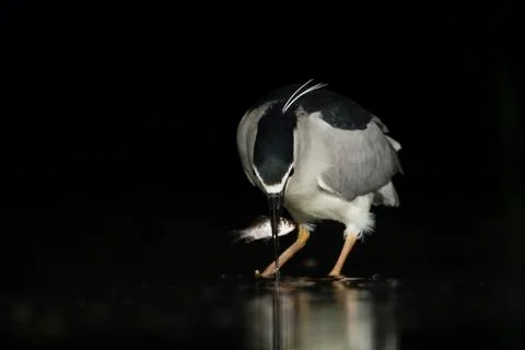 Bird image from Hungary in spring Stock Photos