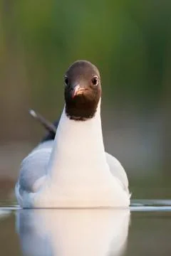 Bird image from Hungary in spring Stock Photos