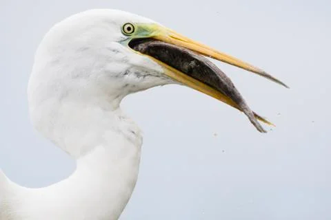 Bird image from Hungary in spring Stock Photos