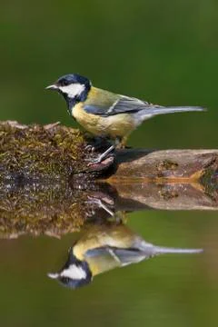 Bird image from Hungary in spring Stock Photos