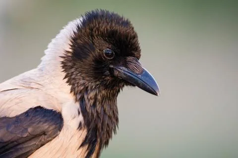 Bird image from Hungary in spring Stock Photos