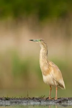 Bird image from Hungary in spring Stock Photos