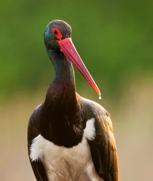 Bird image from Hungary in spring Stock Photos