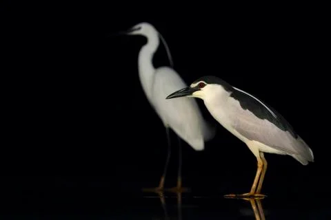 Bird image from Hungary in spring Stock Photos