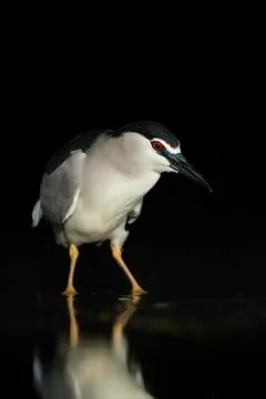 Bird image from Hungary in spring Stock Photos