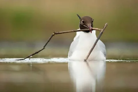 Bird image from Hungary in spring Stock Photos