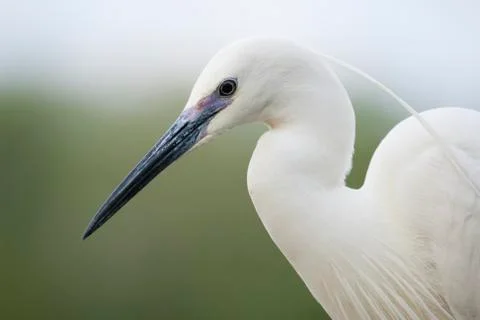 Bird image from Hungary in spring Stock Photos