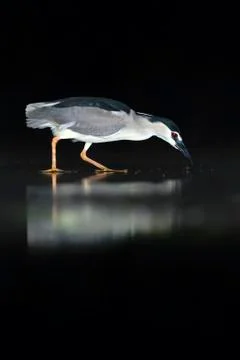 Bird image from Hungary in spring Stock Photos