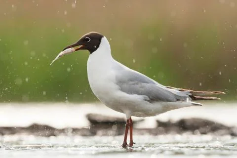 Bird image from Hungary in spring Stock Photos