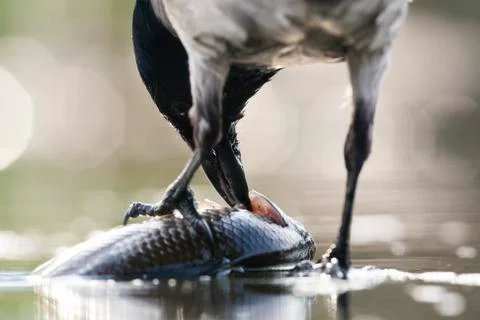 Bird image from Hungary in spring Stock Photos