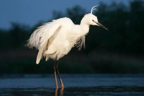Bird image from Hungary in spring Foto stock