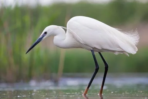 Bird image from Hungary in spring Stock Photos