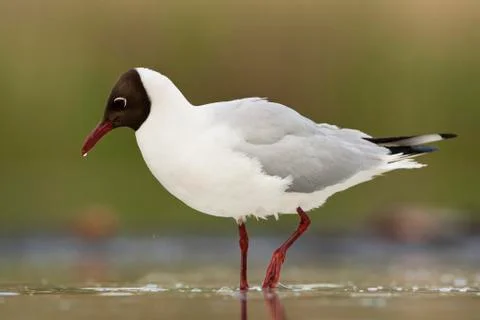 Bird image from Hungary in spring Stock Photos