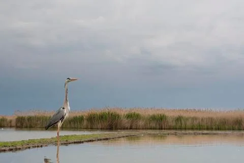 Bird image from Hungary in spring Stock Photos
