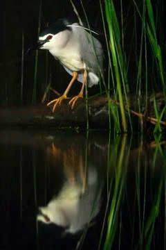 Bird image from Hungary in spring Stock Photos
