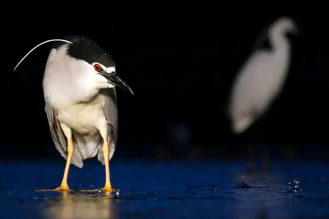 Bird image from Hungary in spring Stock Photos