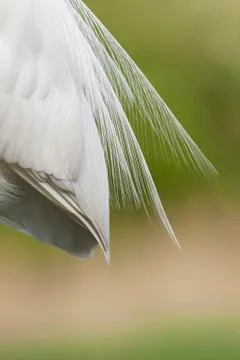 Bird image from Hungary in spring Stock Photos
