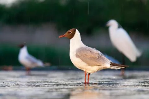 Bird image from Hungary in spring Stock Photos