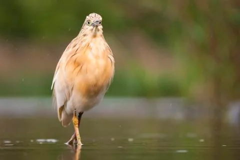 Bird image from Hungary in spring Stock Photos