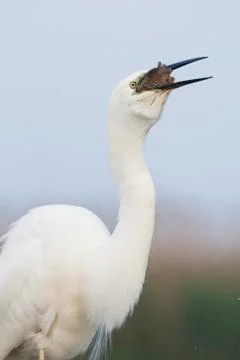 Bird image from Hungary in spring Stock Photos