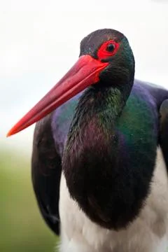 Bird image from Hungary in spring Stock Photos