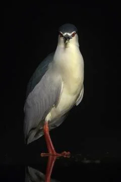 Bird image from Hungary in spring Stock Photos