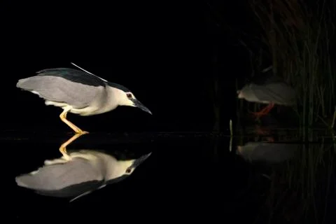 Bird image from Hungary in spring Stock Photos