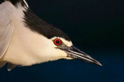 Bird image from Hungary in spring Stock Photos