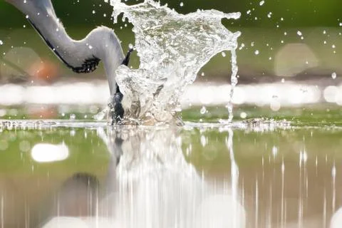 Bird image from Hungary in spring Stock Photos