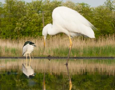Bird image from Hungary in spring Foto stock