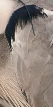 Bird image from Hungary in spring Stock Photos