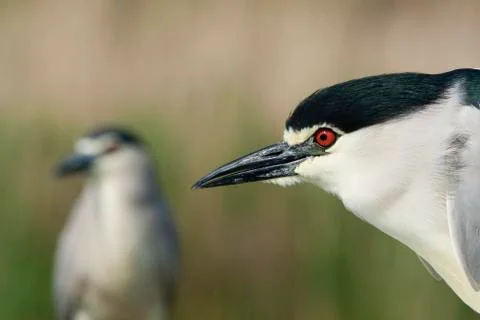 Bird image from Hungary in spring Stock Photos